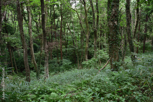 座間谷戸山公園の森