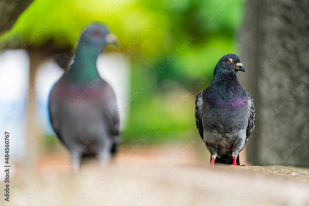 Obraz premium 鳩