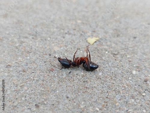 A dead black ant in floor