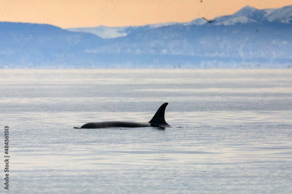 Naklejka premium 【北海道】知床の海に回遊する野生のシャチ（北海道羅臼沖）