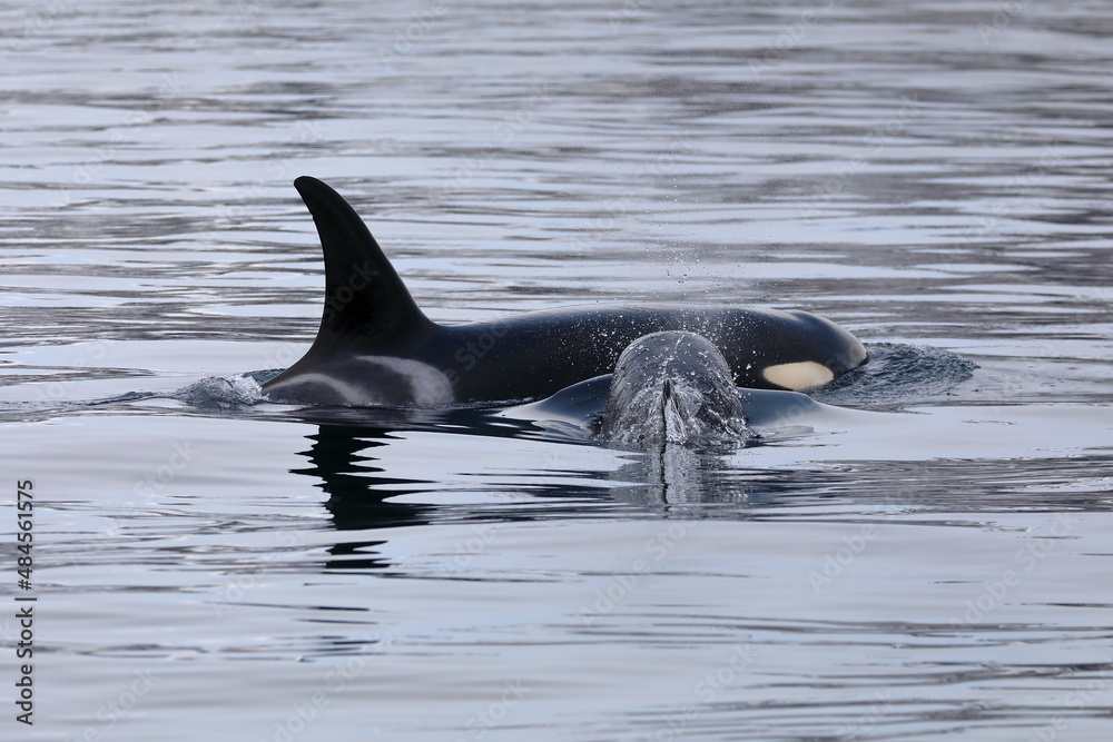 Fototapeta premium 【北海道】知床の海に回遊する野生のシャチ（北海道羅臼沖）