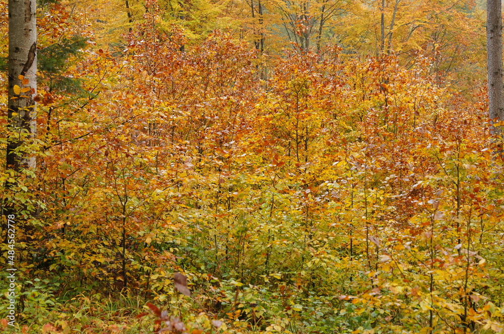 Natural regeneration in the beech forest in the mountains. The Carpathians, Poland. Natural regeneration in the beech forest in the mountains. The Carpathians, Poland.