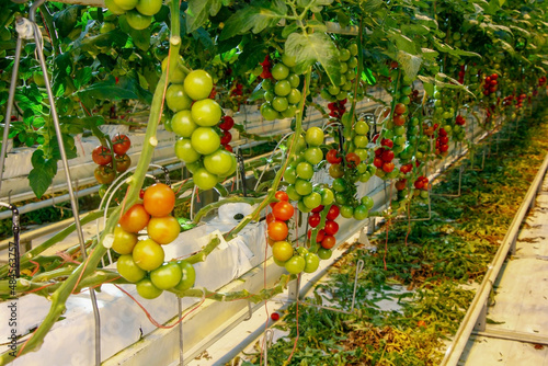 Tomatoes in a greenhouse on a hydroponic system with drip irrigation