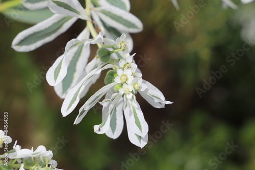 秋の公園に咲くハツユキソウの白い縁取りの葉と白い小さな花 photo