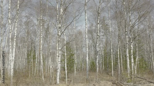 Wallpaper Mural Tall trees in the forest on a sunny day as seen on a landscape view in Estonia Torontodigital.ca
