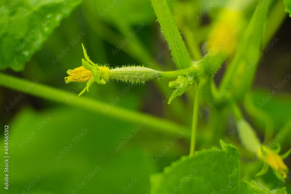 A young little cucumber with a yellow flower in a private greenhouse. A cucumber growing business on a private farm.