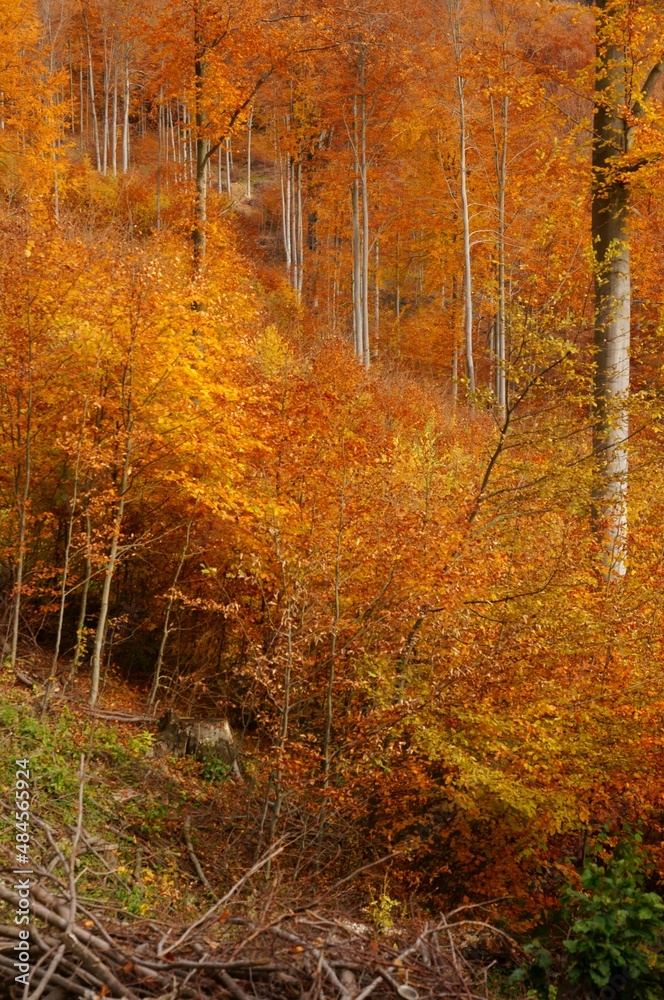 Obraz premium Natural regeneration in the beech forest in the mountains. The Carpathians, Poland.