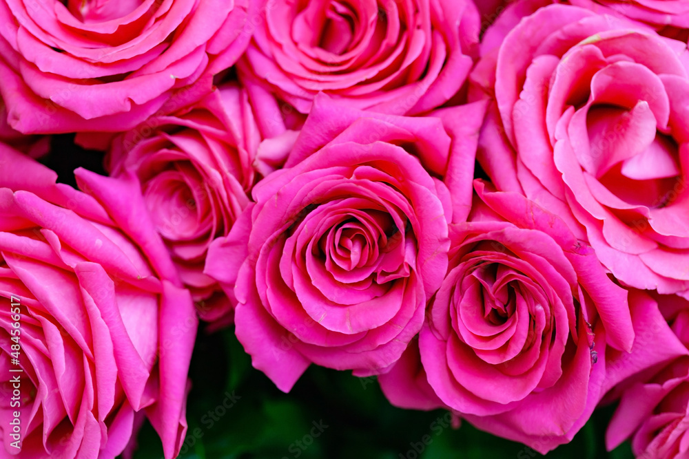 fresh roses for Valentine Day fresh roses for Valentine Day