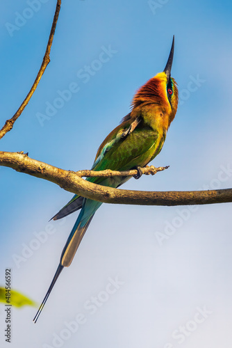 blue tailed bee-eater bird on tree branch in sunshine