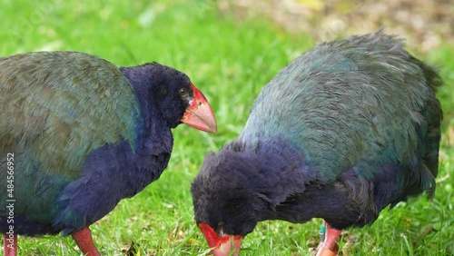 A pair of rare endangered Takahe birds in New Zealand photo