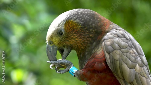 Close up of a Kaka parrot bird feeding from its claw in New Zealand photo