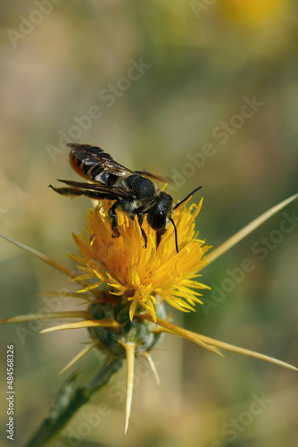 Vertical closeup on a a female Mediterranean Megachile octosignata leacutter bee , sipping nectar from a yellow starthistle © Henk