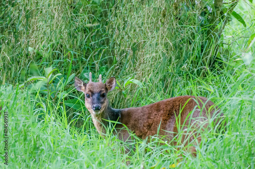 Red Brocket Deer