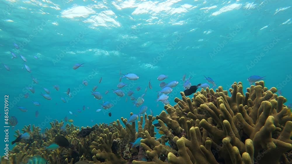 サンゴと魚の群れ サンゴと魚の群れ