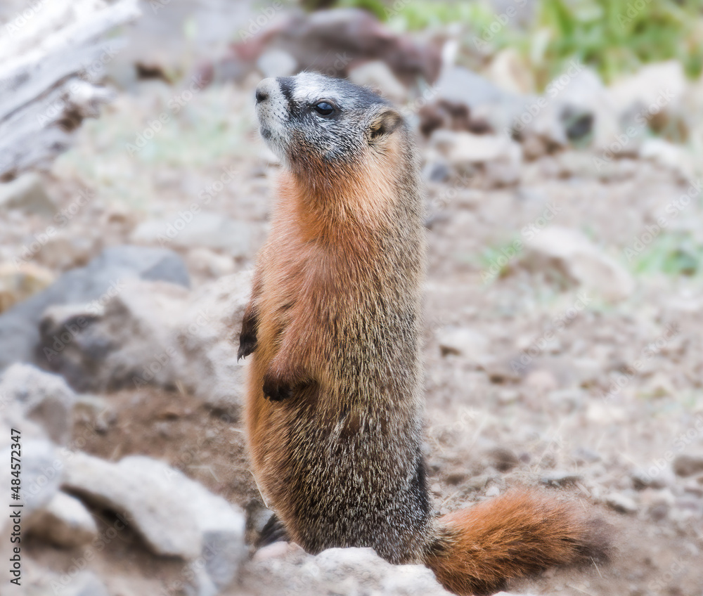 Yellow Bellied Marmot standing up straight in alert mode Yellow Bellied Marmot standing up straight in alert mode