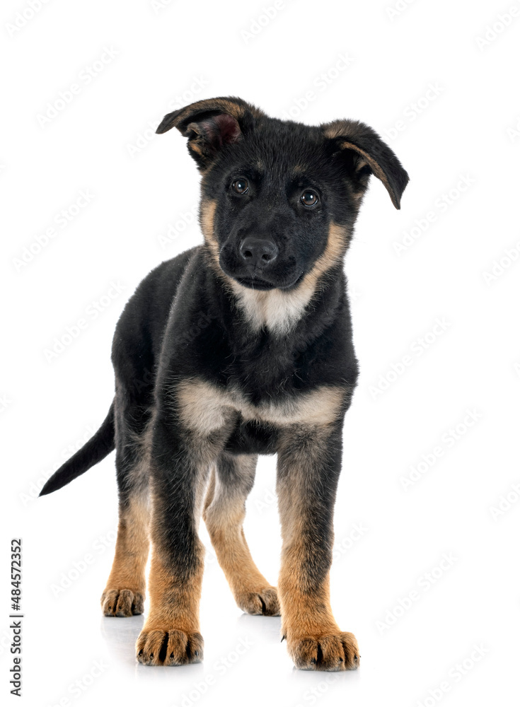 puppy german shepherd puppy german shepherd