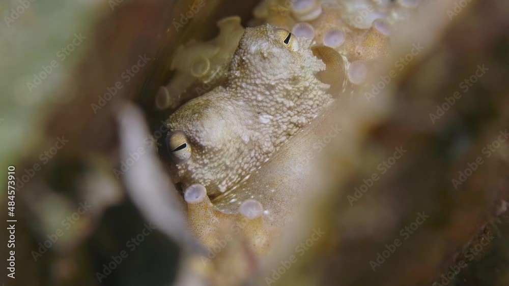 Octopus in Razorfish shell close up Edithburgh 002 Octopus in Razorfish shell close up Edithburgh 002
