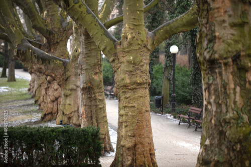 Platanus trees (Plane trees) in Adam Mickiewicz Park, centre of Poznan, Poland.