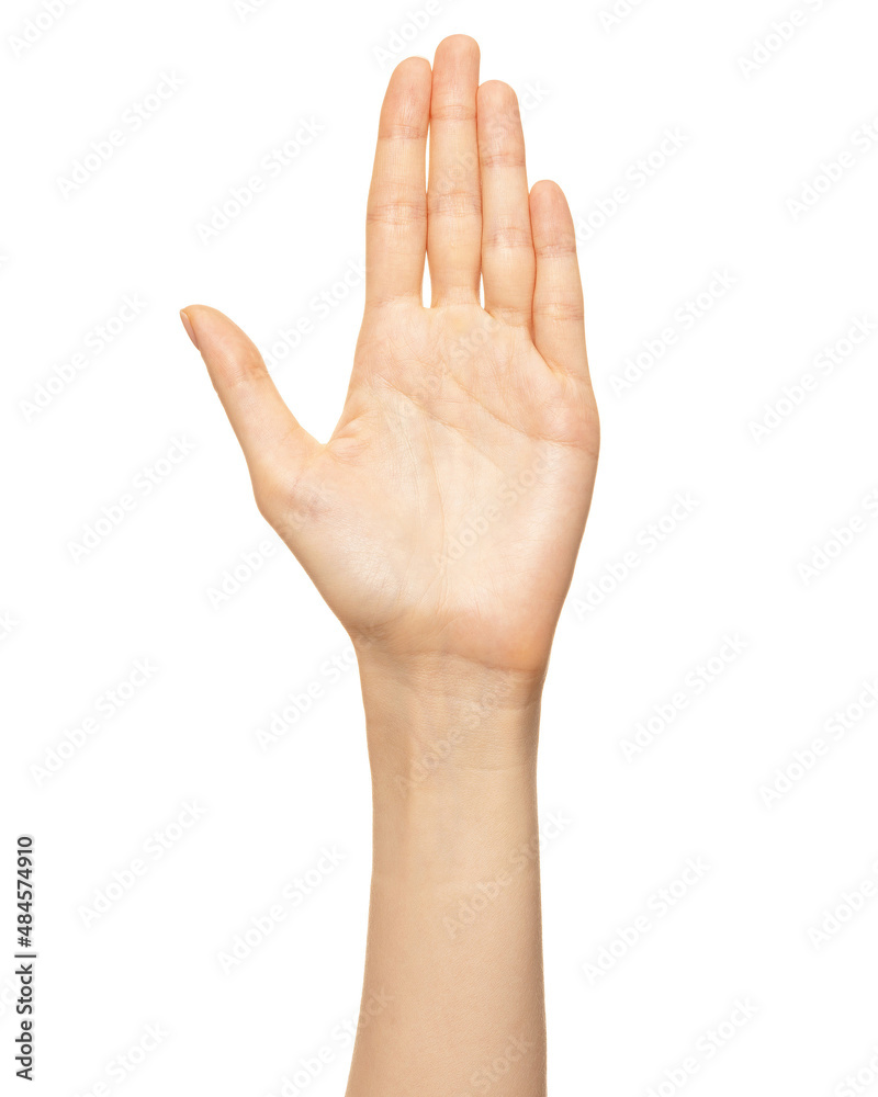 Elegant female palm or wrist isolated on white. Back view Elegant female palm or wrist isolated on white. Back view