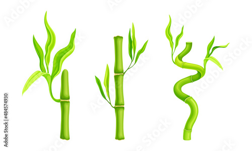 Green bamboo stems set. Tropical organic plant branches vector illustration