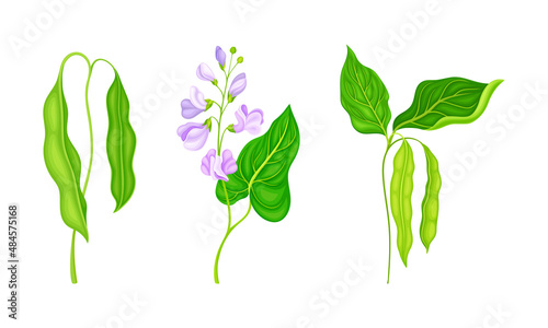 Legume plants with green leaves, pods and flowers vector illustration