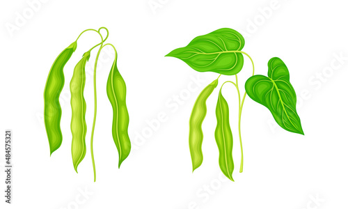 Fresh french green beans set. Organic green bean pods, peas pods vector illustration