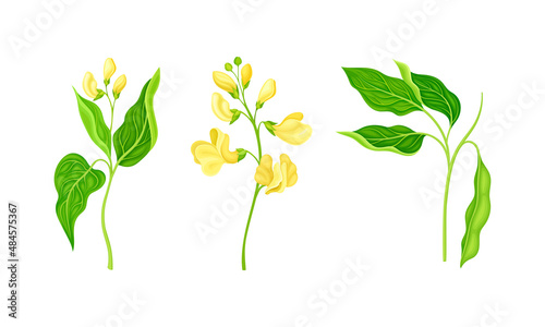 Legume plant with leaves and flowers set vector illustration