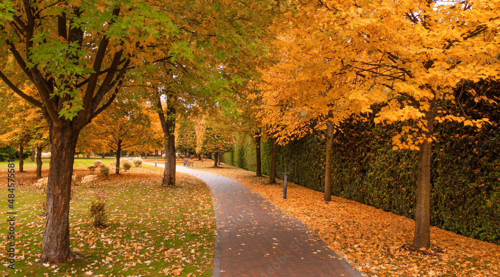 Naklejka premium Alley in the autumn park. Asphalt road, yellow trees.