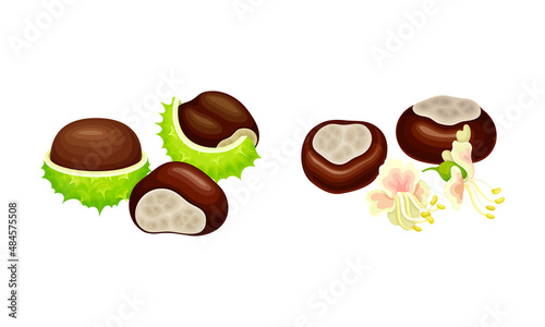 Chestnut peeled green prickly shell with nuts and flowers vector illustration