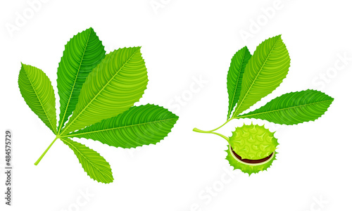 Chestnut tree leaves and green seeds with prickles set vector illustration