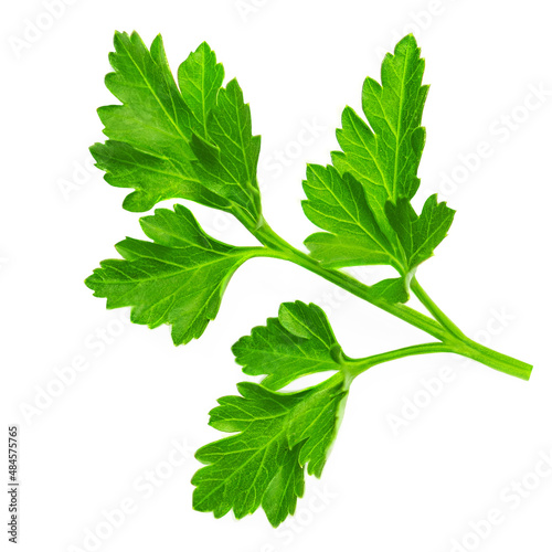 Parsley. Parsley herb isolated on white background. Top view. Flat lay