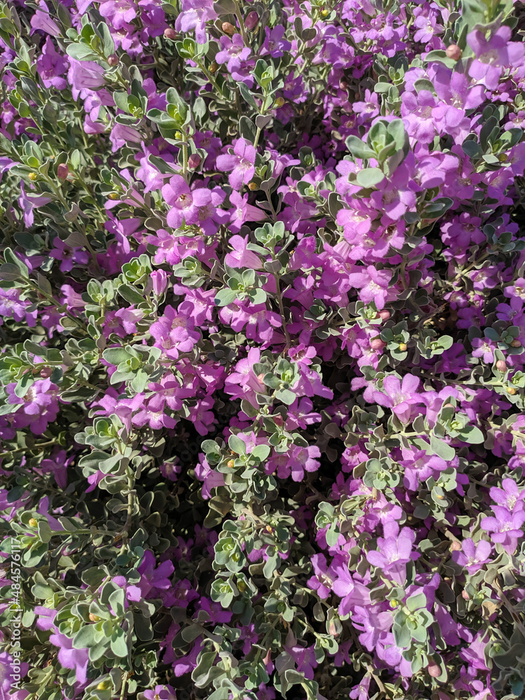 Beautiful background of bright purple flowers. Vertical. Beautiful background of bright purple flowers. Vertical.