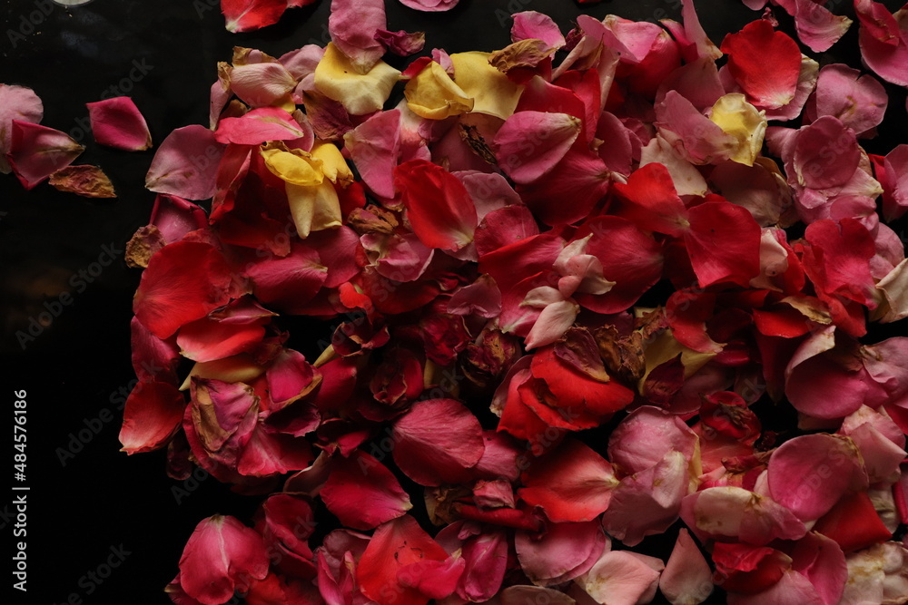 red rose petals on black