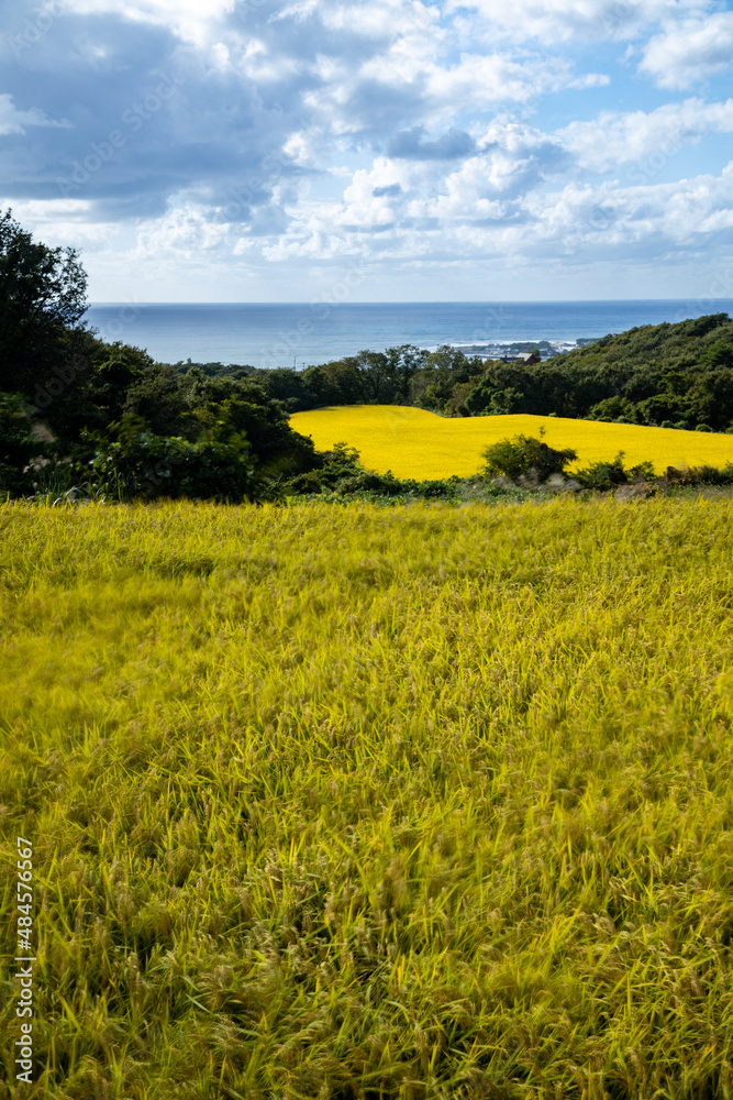 Fototapeta premium 稲穂