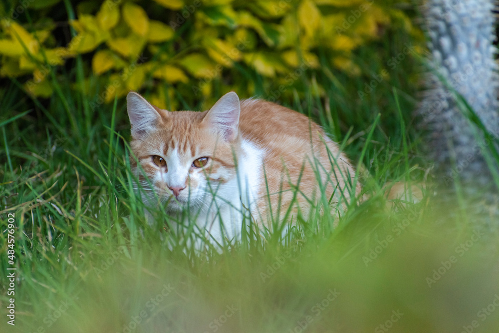 Orange and White American Common cat looking to the camera sitting in the garden