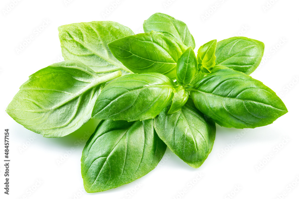 Macro shot of fresh green basil leaves isolated on white background. Macro shot of fresh green basil leaves isolated on white background.