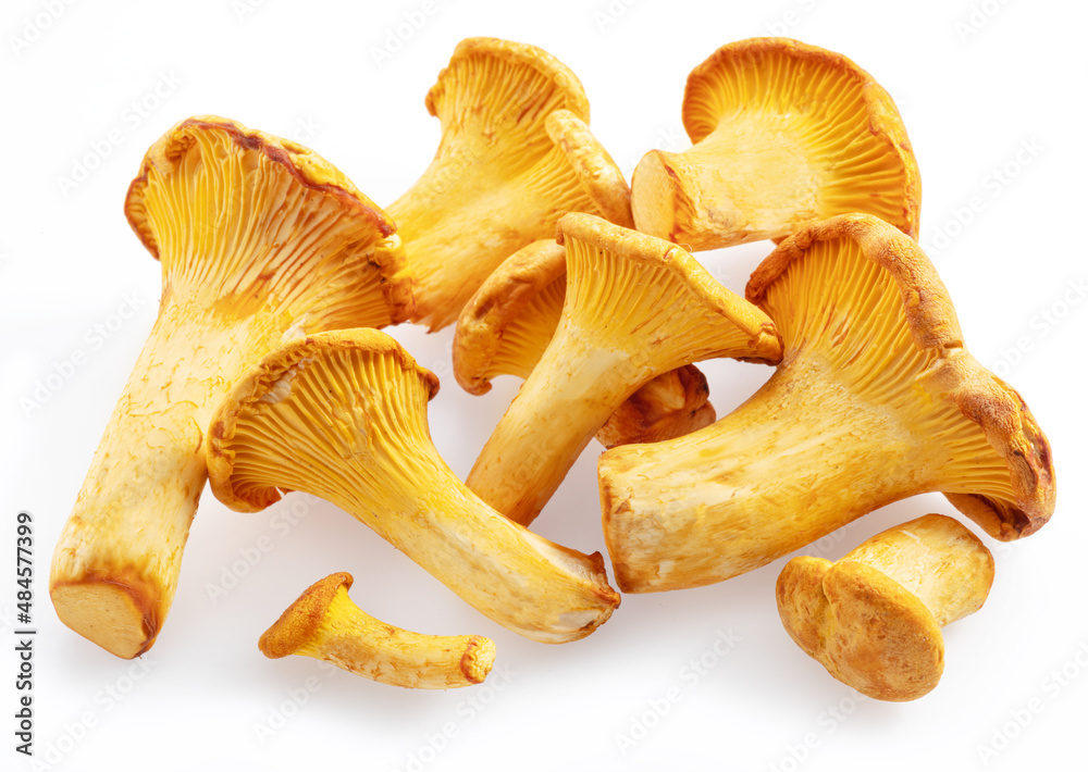 Golden chanterelle mushrooms isolated on white background. Golden chanterelle mushrooms isolated on white background.