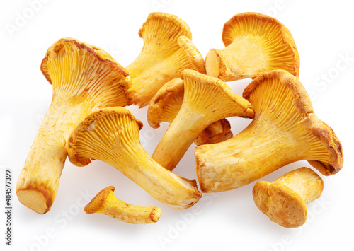 Golden chanterelle mushrooms isolated on white background.