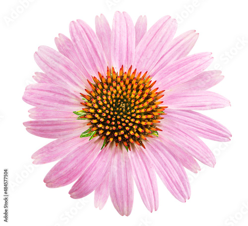 Blooming coneflower heads or echinacea flower isolated on white background close-up.