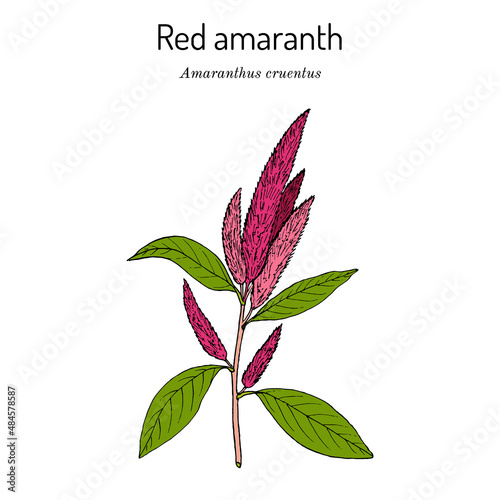 Blood, or red, or purple amaranth Amaranthus cruentus , medicinal plant photo