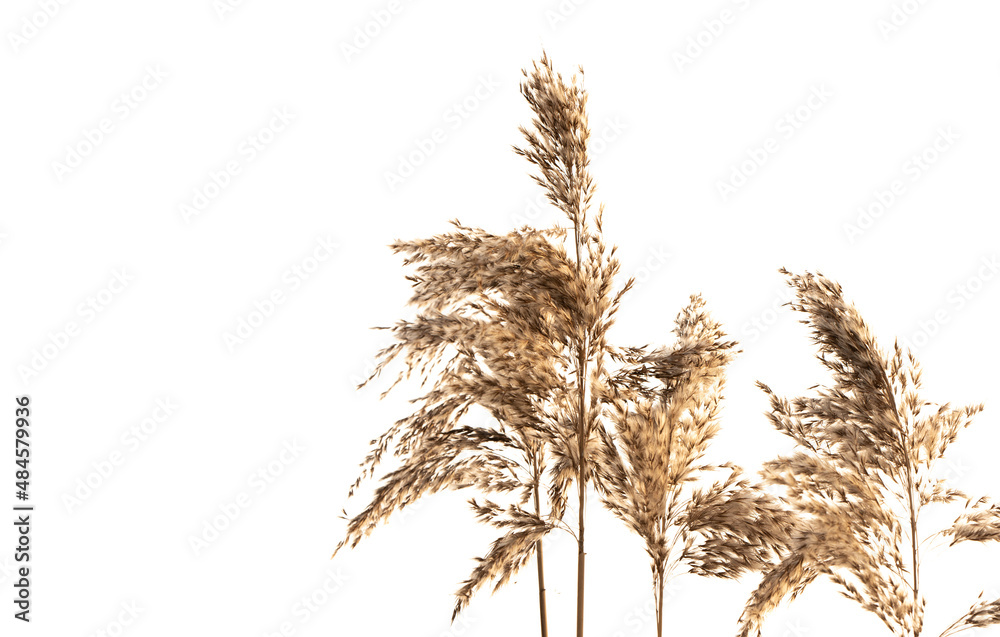 Naklejka premium brown boho grass on a white background