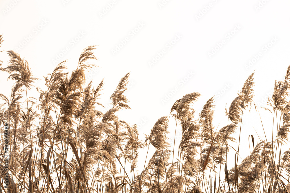 Fototapeta premium brown boho grass on a white background