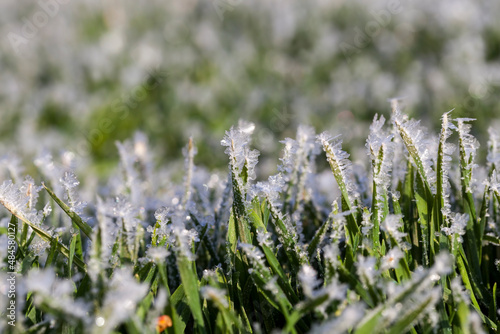 grass covered with ice and frost in the winter season
