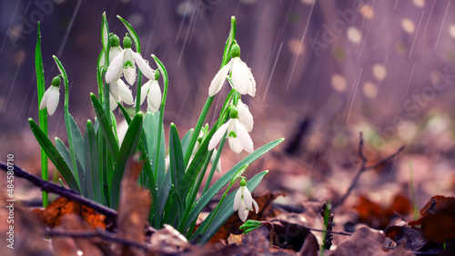 Snowdrops. The first spring flowers. Rare plant.