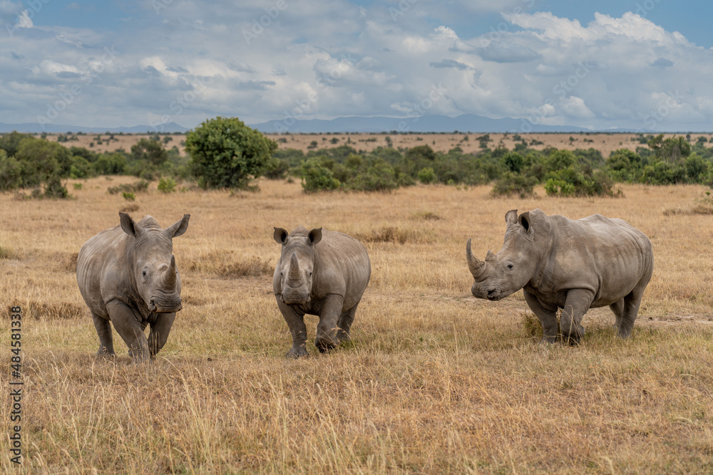 Fototapeta premium White Rhinoceros Ceratotherium simum Square-lipped Rhinoceros at Khama Rhino Sanctuary Kenya Africa.
