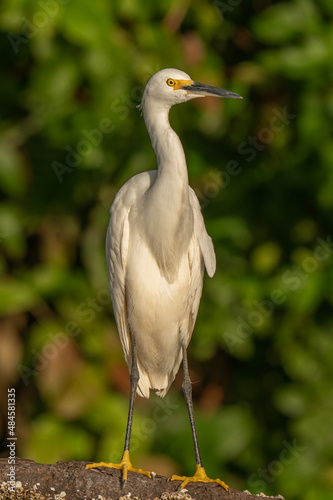 ardea alba/ white heron portrait africa kenya
