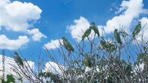 rare species of parrot (Amazona kawalli) Colombian rainforest photo