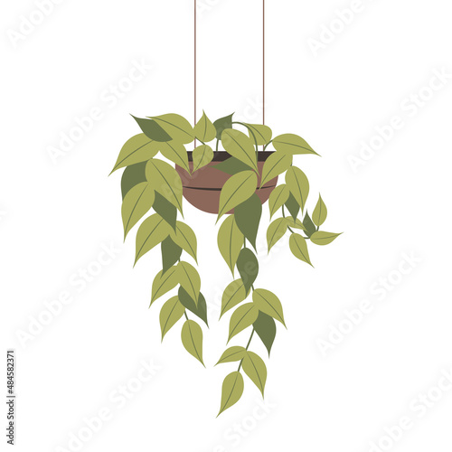 Houseplant isolated flat vector illustration. Hanging plant