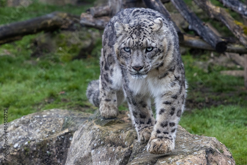 Obraz na płótnie Portrait of a snow leopard in the meadow w salonie