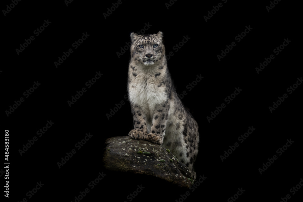 Portrait of a snow leopard with a black background